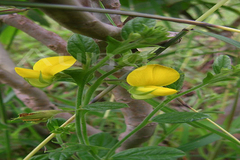 Crotalaria semperflorens